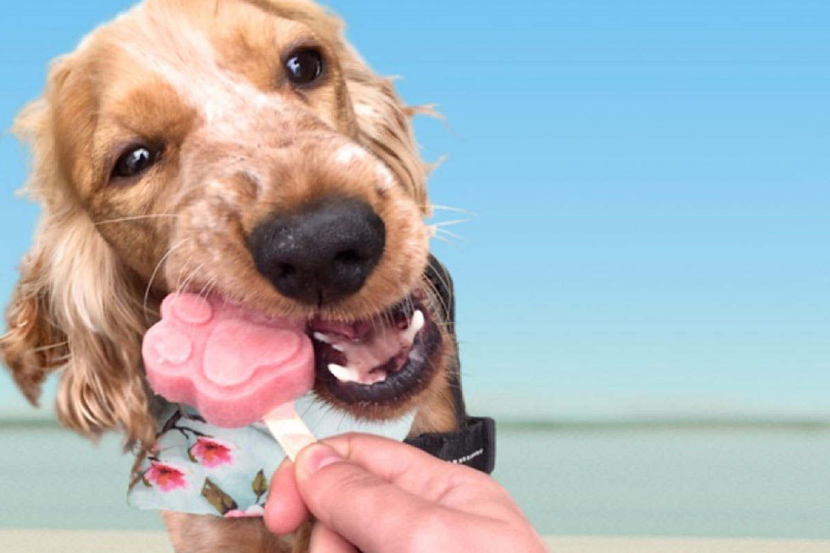 dhm-menuhond-stock-3-1