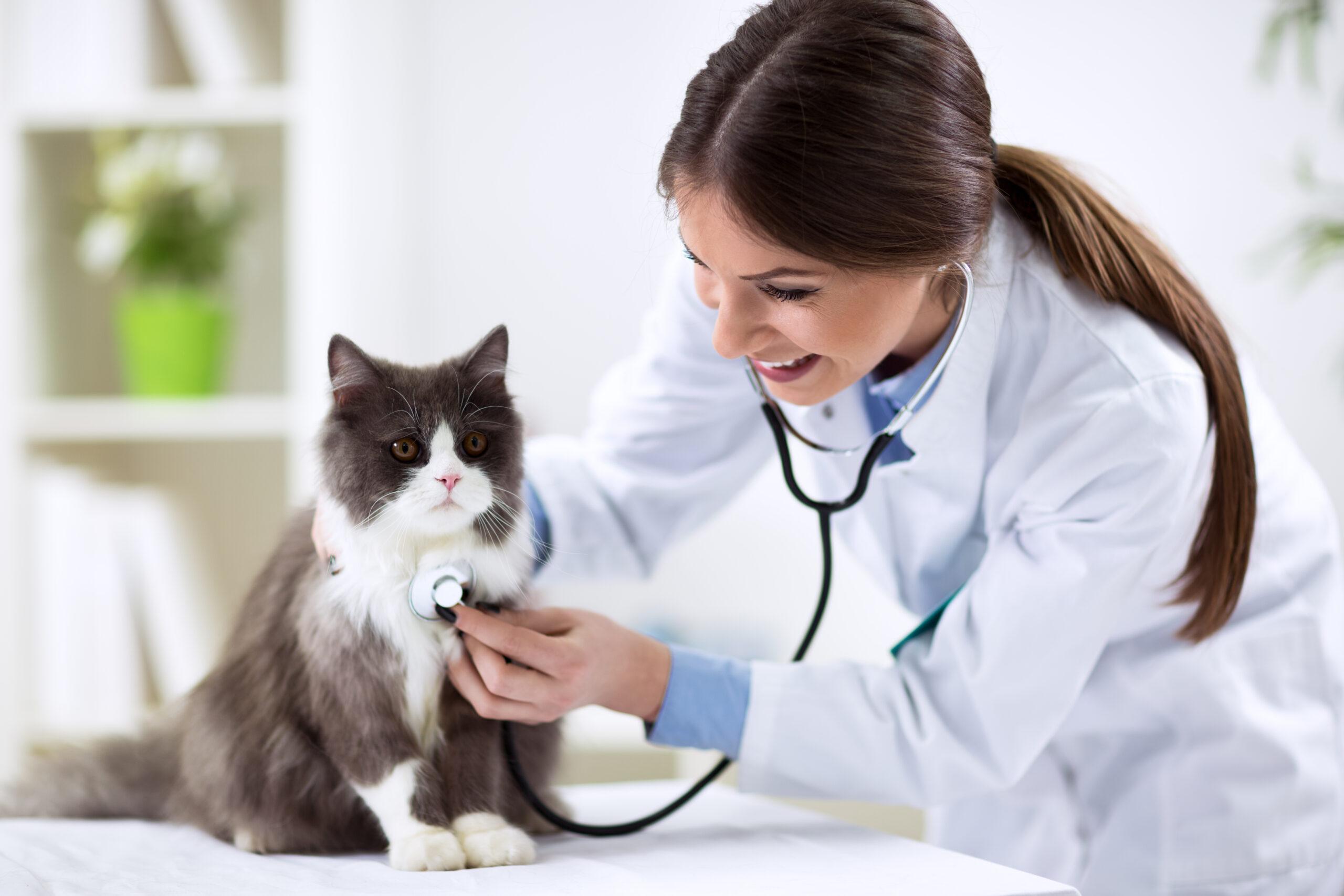 Persian,Cat,With,Veterinarian,Doctor,At,Vet,Clinic