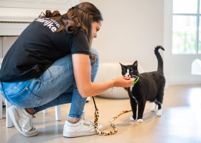 Spelen poezenpaviljoen dierenhotel Marijke