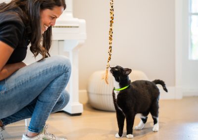 Spelen poezenpaviljoen dierenhotel Marijke