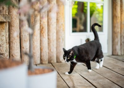 Buitenverblijf poezenpaviljoen dierenhotel Marijke