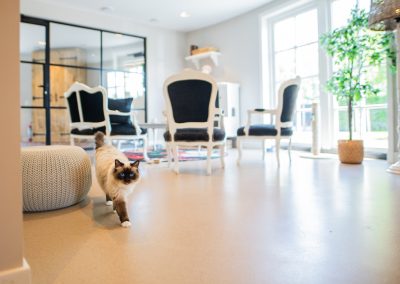 Buitenverblijf poezenpaviljoen dierenhotel Marijke