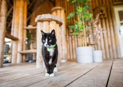 Buitenverblijf poezenpaviljoen dierenhotel Marijke