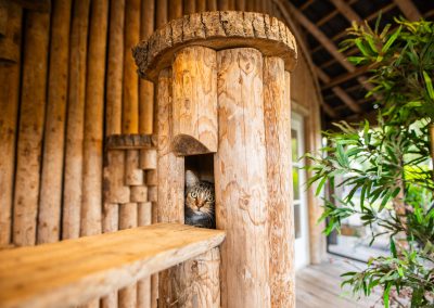 Buitenverblijf poezenpaviljoen dierenhotel Marijke