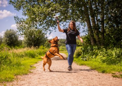 Arrangement "Parkwandeling"@ dierenhotel Marijke