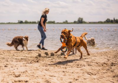 Strandwandeling dierenhotel Marijke