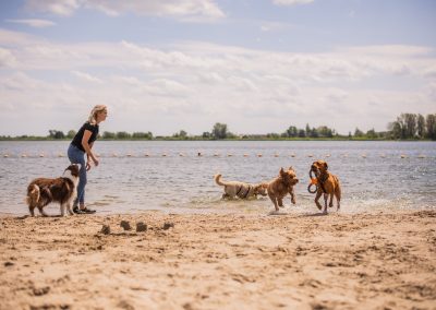 Strandwandeling dierenhotel Marijke